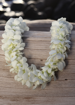 double white orchid lei